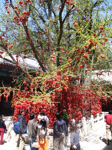Tree decorated with red lanterns and wishes