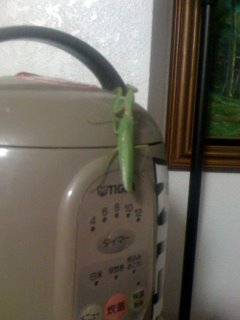 Giant green bug in my apartment!