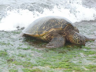 Turtle feeding on seagrass in Hawaii