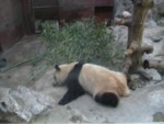 Panda at Beijing Zoo