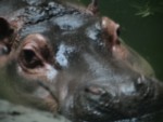 Hippo at Beijing ZOo