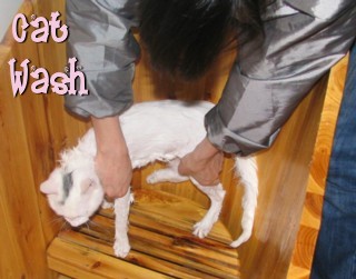 Snowball the Cat