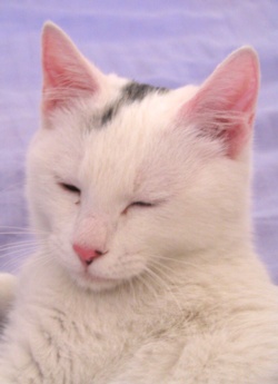 Snowball the Cat