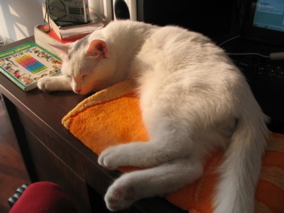 Snowball the Cat